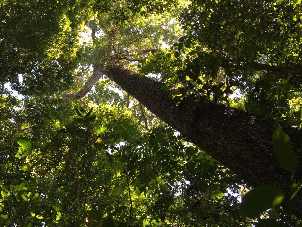 Rainforest restoration in Brazil's Atlantic Forest