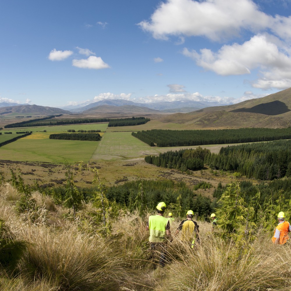 Tree Plantations in the Landscape