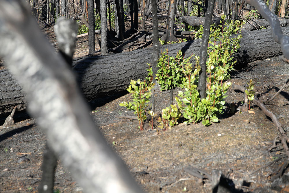 Adaptation and resilience after forest fires